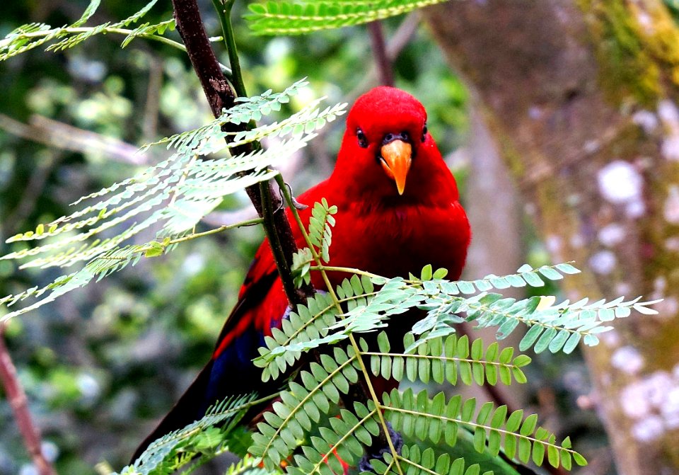 Jurong bird park, Singapore photo