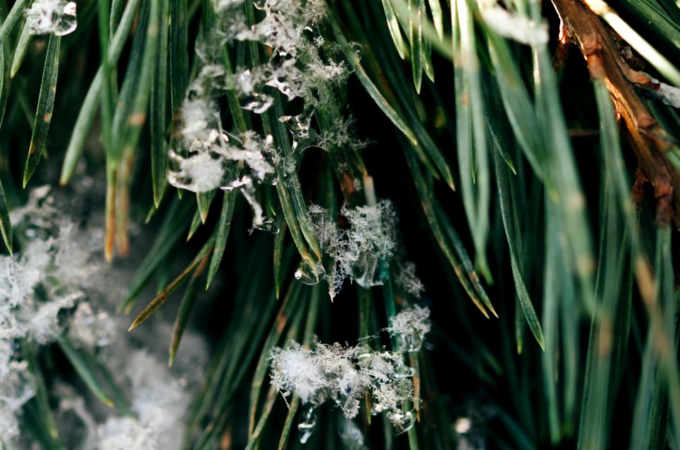 closeup photo of white petaled flower