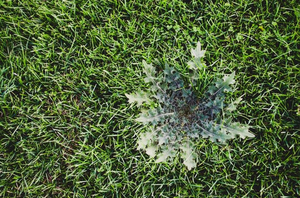 Texture, Lawn, Thistle