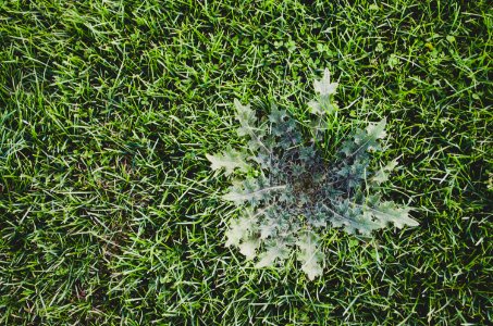 Texture, Lawn, Thistle