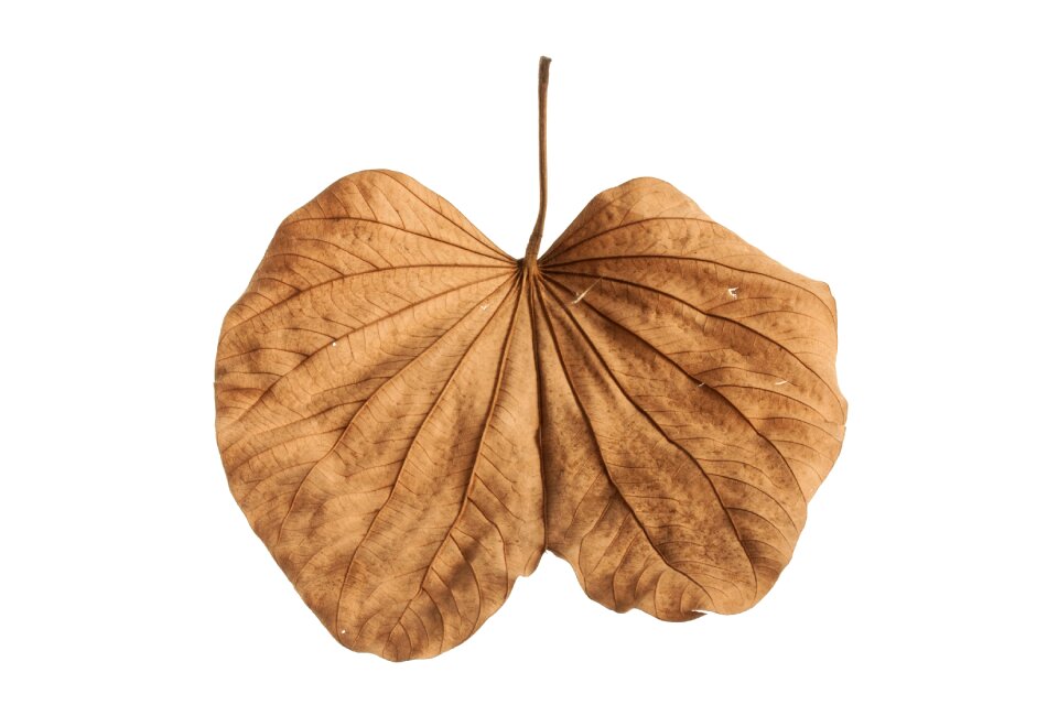 Brown autumn closeup
