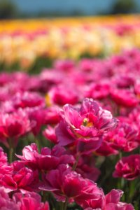 Abbotsford, Canada, Flower