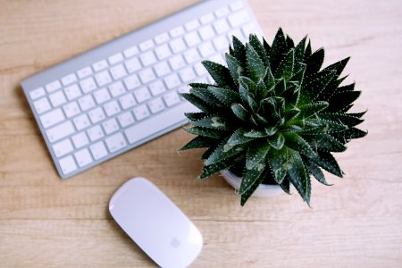 Office, Table, Mouse photo