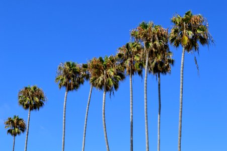 San diego, La jolla shores, United states photo