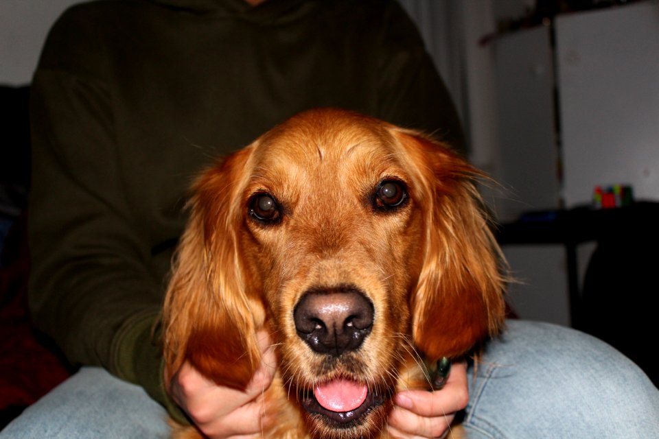 Dog