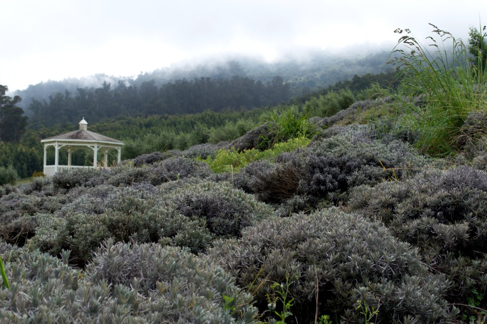Maui, United states, Purple