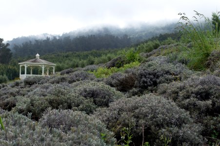 Maui, United states, Purple