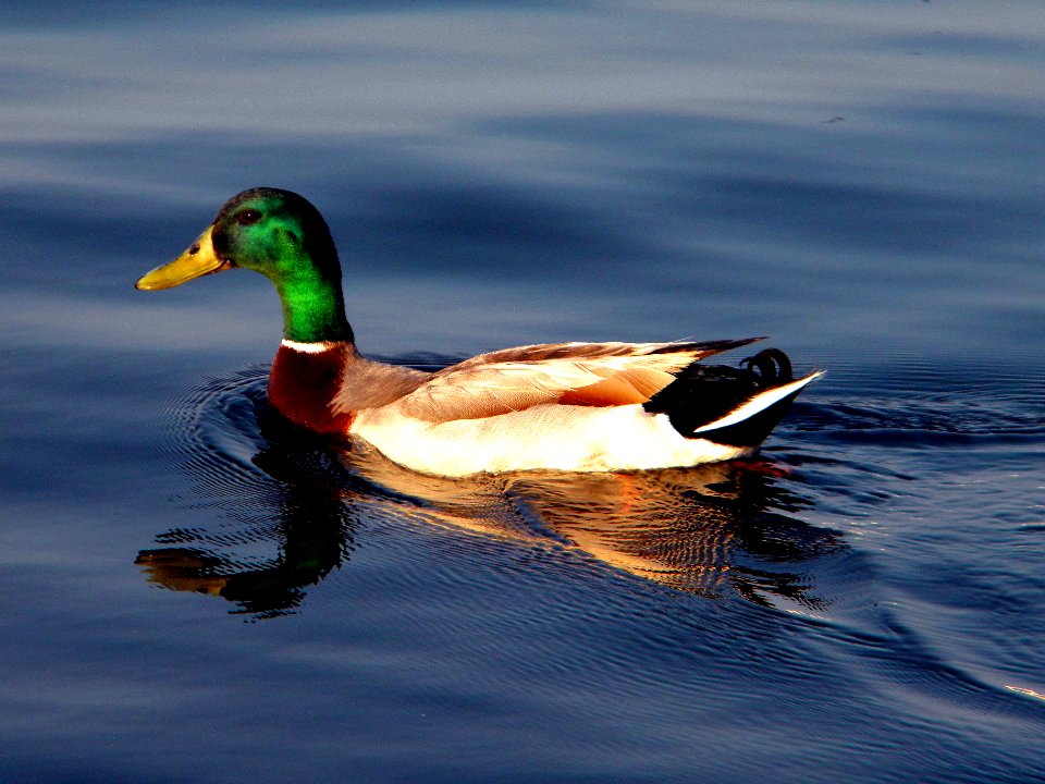Lake palestine, United states, Lake