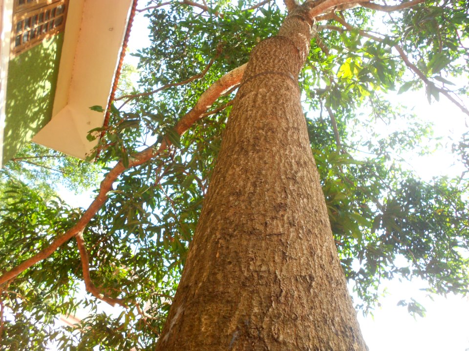 Leaves, Mangoes, Abhishek ab
