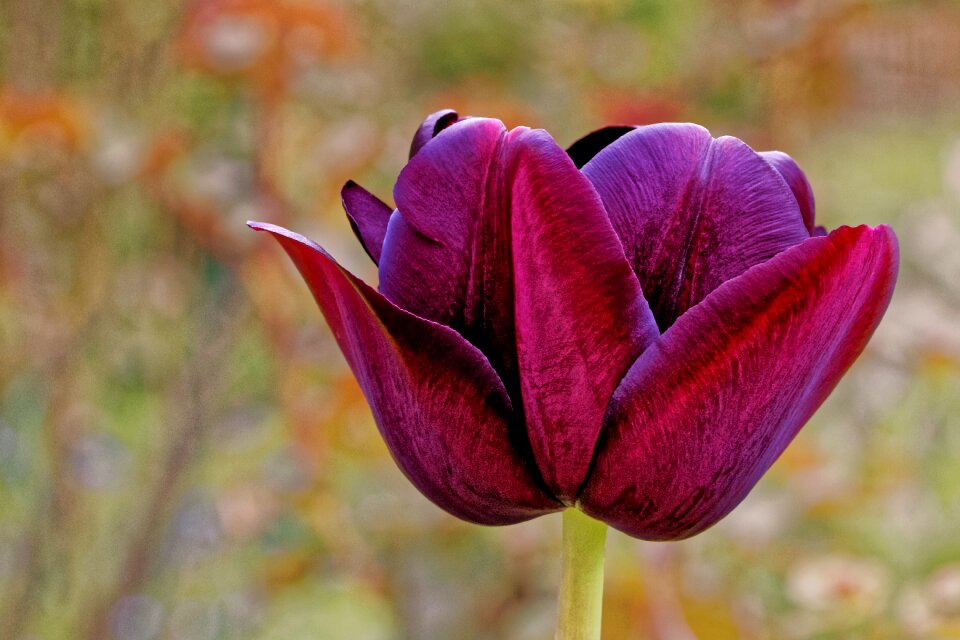 Purple spring nature