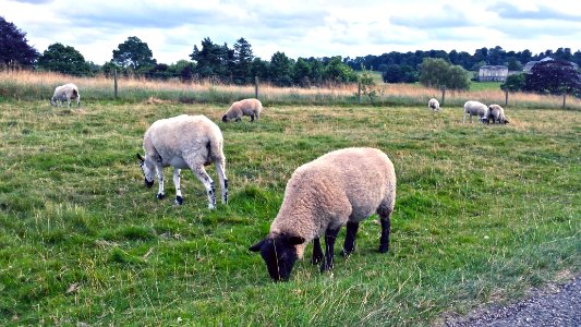 Kedleston Halland, Der