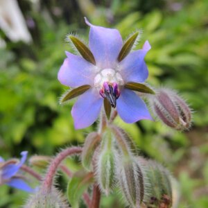 Blue borage herb