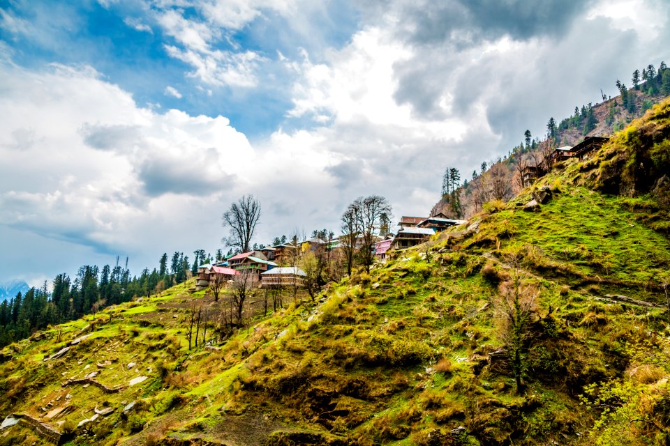 Malana, India, Trees