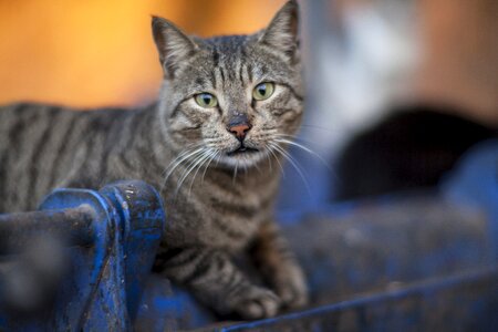 Pets street kitten