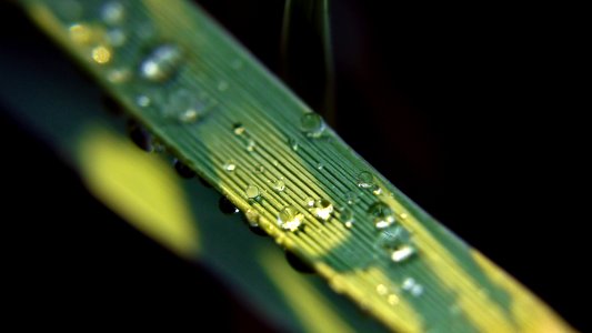water droplets on green leaf