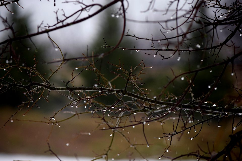Sykesville, United states, Nature