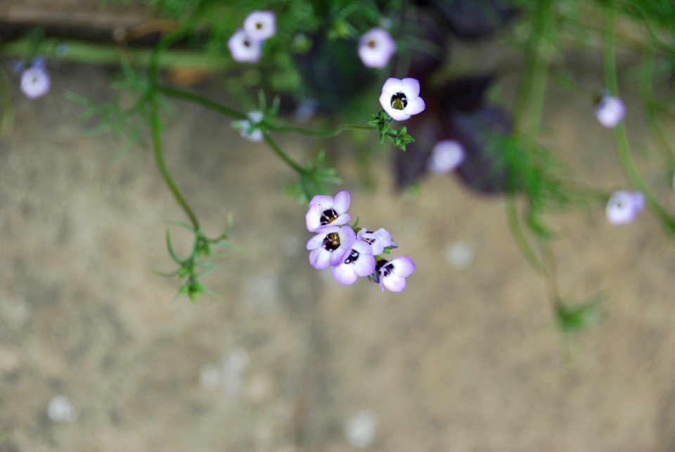 Tiny, Flowers, Small