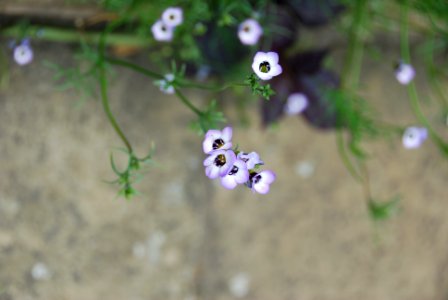 Tiny, Flowers, Small