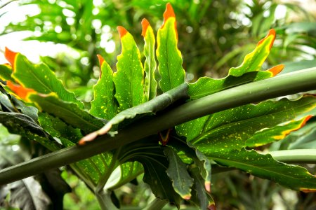 red and green leaf plant photo