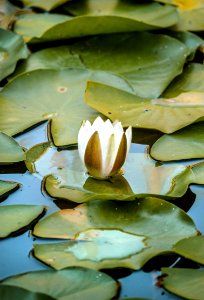 white and green lotus flower on water photo