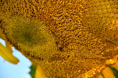 Fairbanks, United states, Sunflower