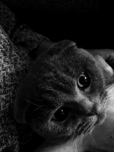 Cat in