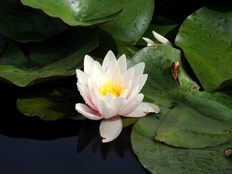 Lake water lily nuphar lutea photo