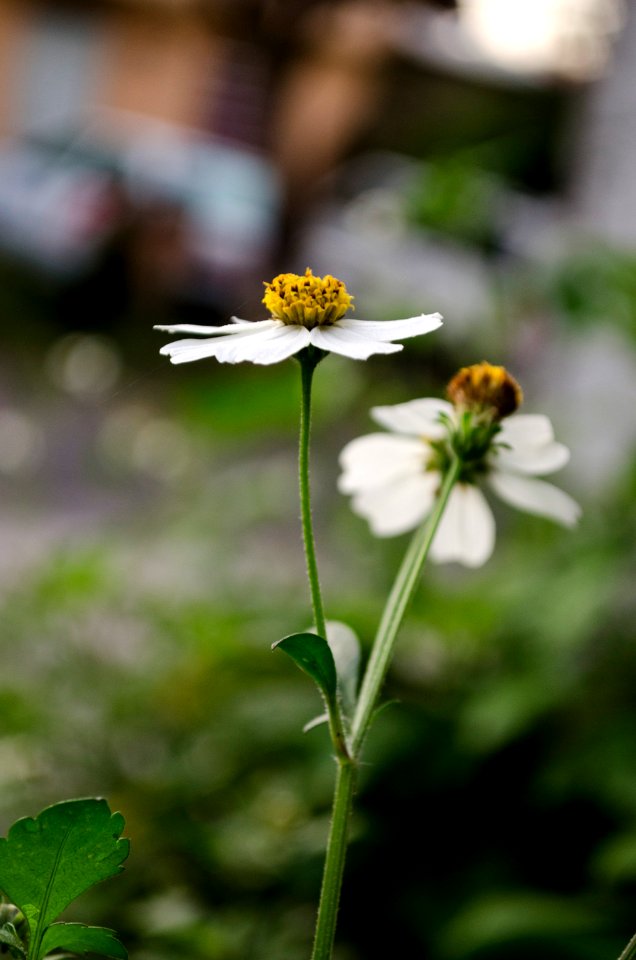 Garden, Uruapan, Mxico