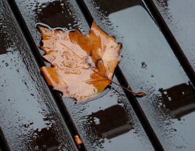 Rain, Wood, Trees