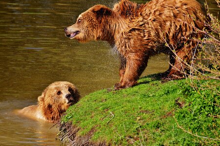 Water brown bear wild animal