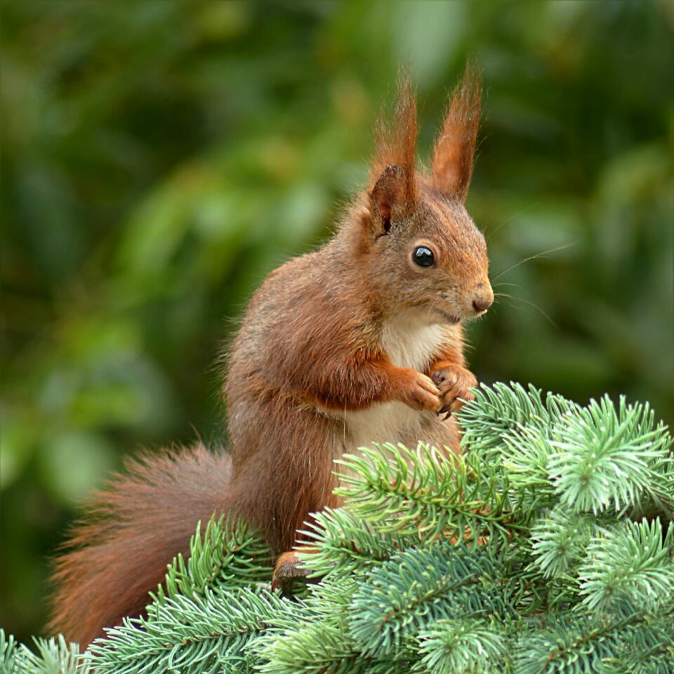 Rodent garden foraging