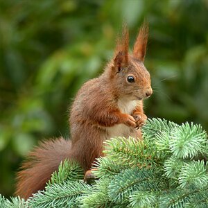 Rodent garden foraging