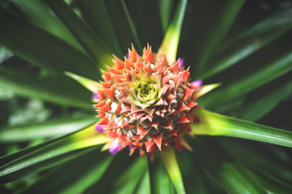 Como park zoo  conservatory, Saint paul, United states