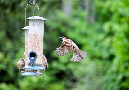 Animal nature bird feeder