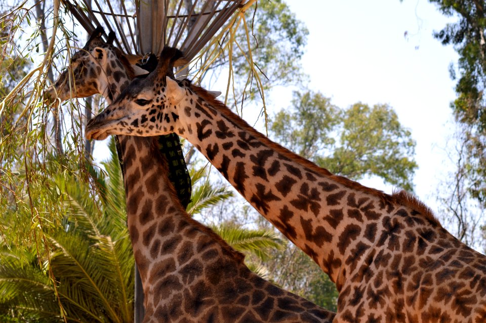 San diego, Zoo drive, United states