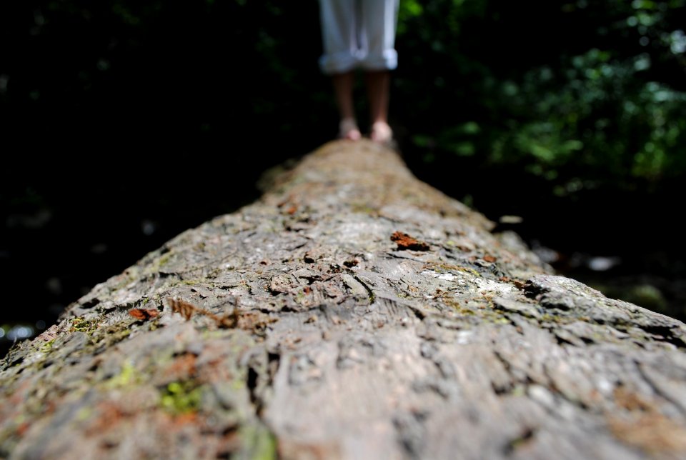 Leaves, Bridge, Stream