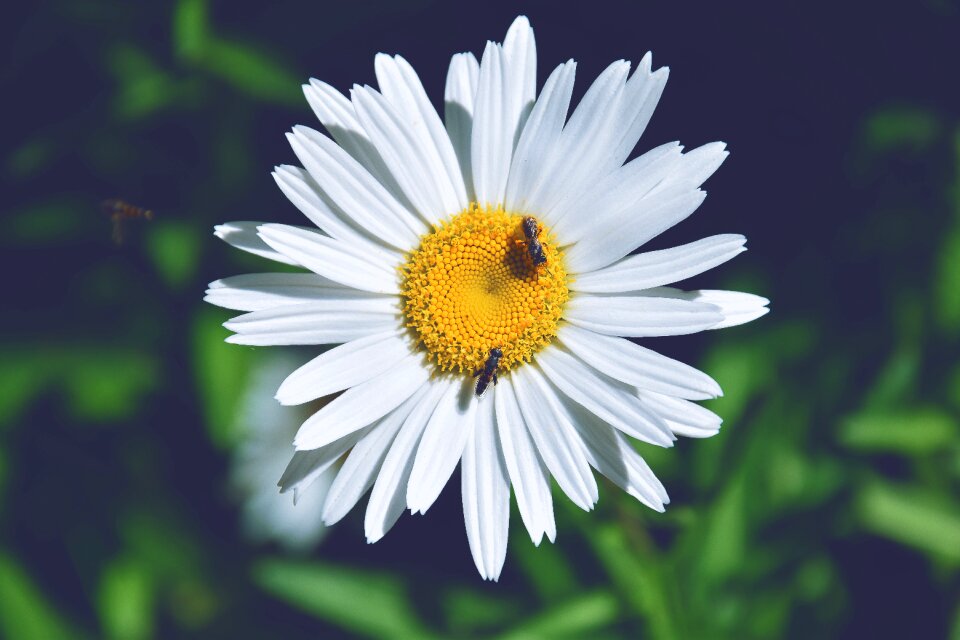Wasp on daisy petals flower