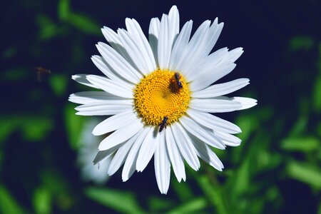 Wasp on daisy petals flower