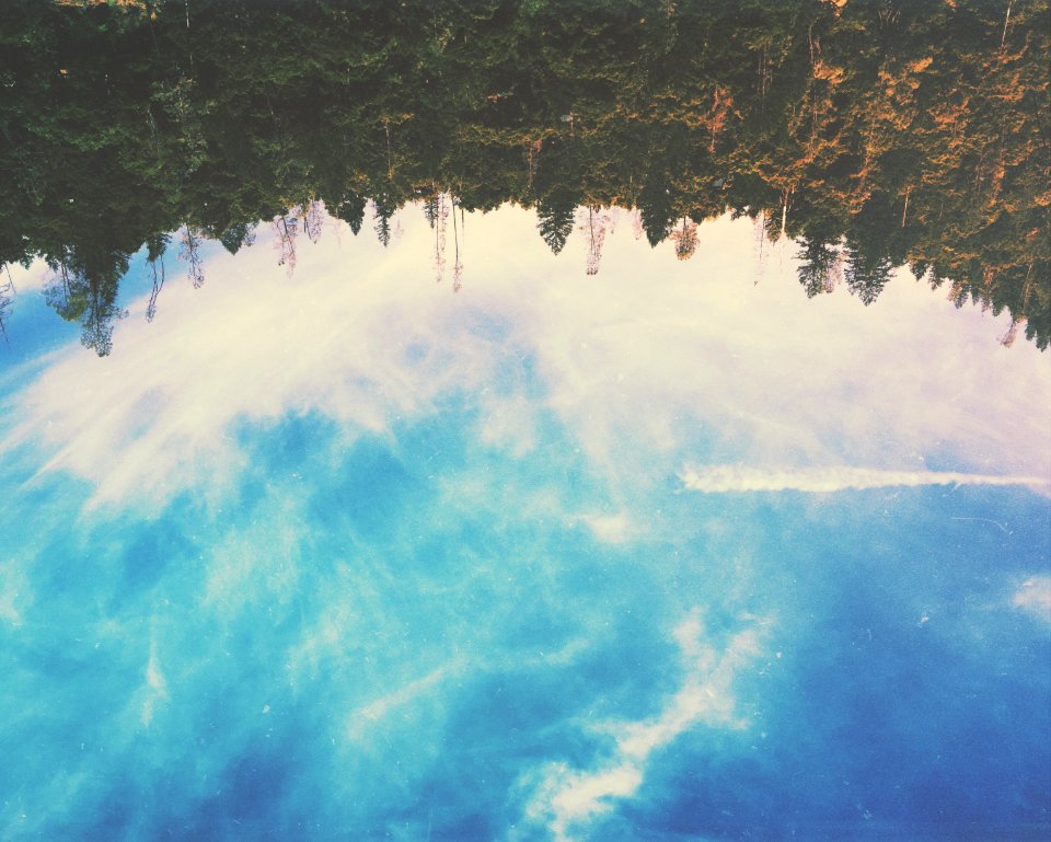 Forest, Sky, Trees