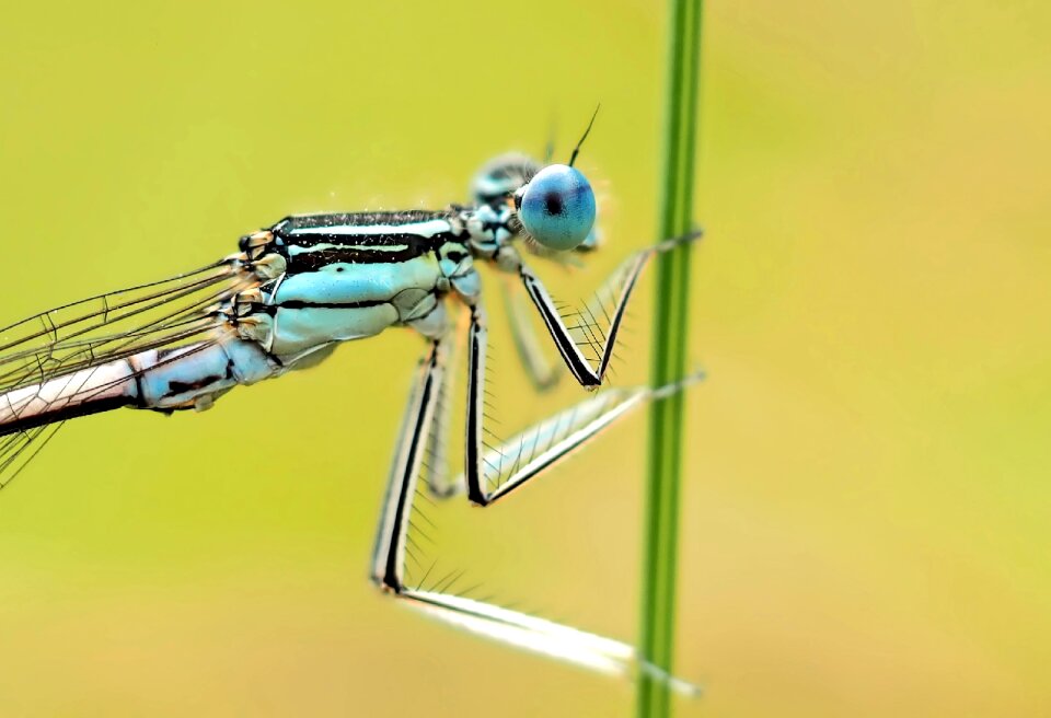 3 5 inches platycnemididae