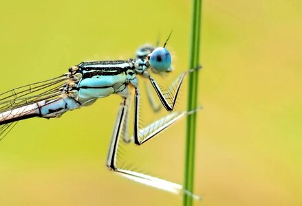 3 5 inches platycnemididae