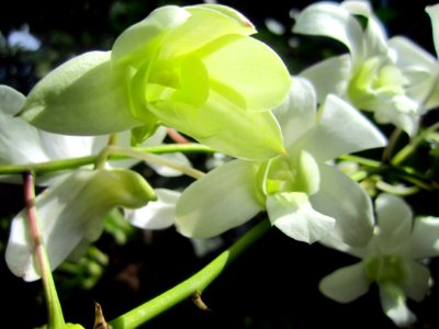Indang, Philippines, Orchid