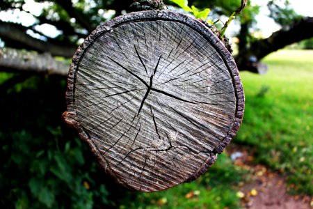 Tree trunk, Tree