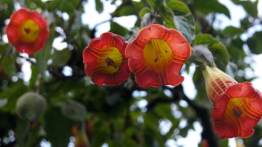 Papallacta, Ecuador, Termas de papallacta photo