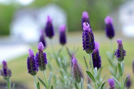 Purple, Springtime, Yard