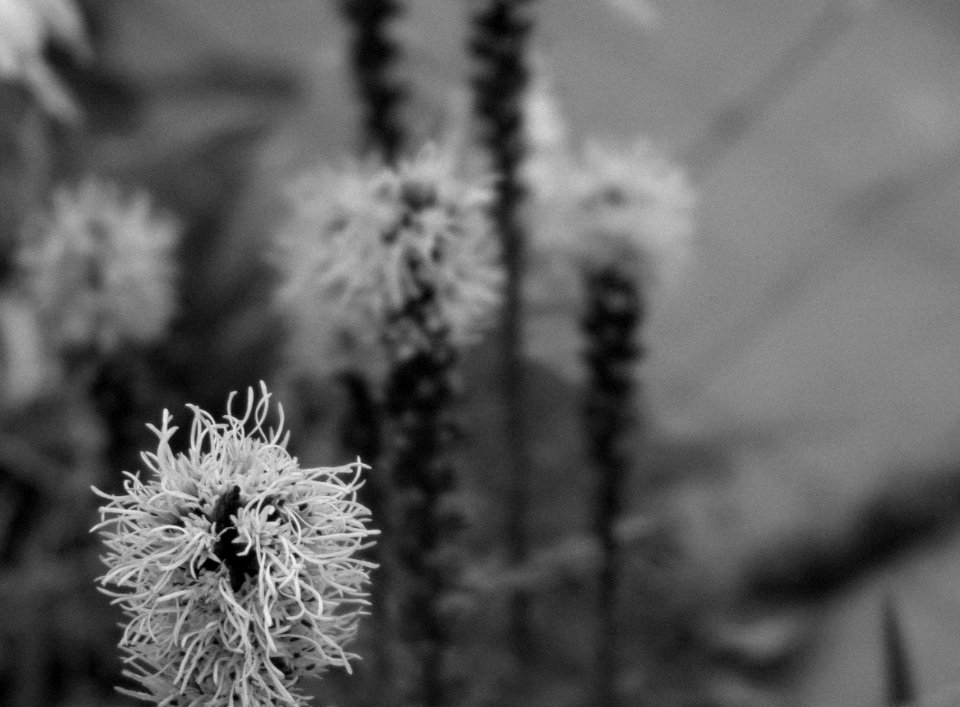 Garden, Black  white, Flowers