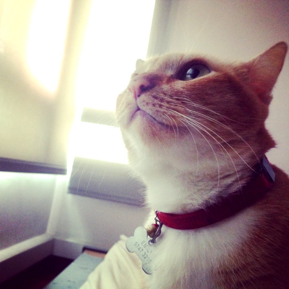 Ginger cat