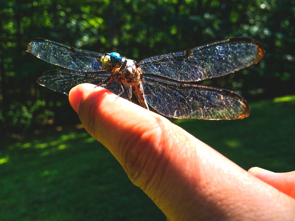 Raleigh, United states, Wings