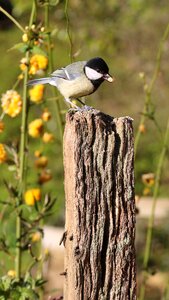 Bird garden great photo