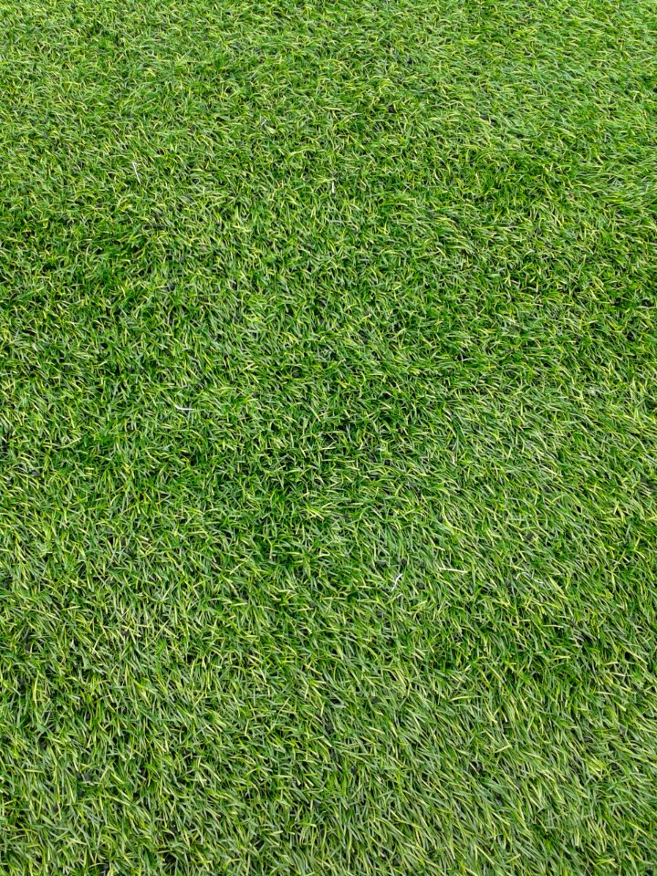 Green, Texture, Field
